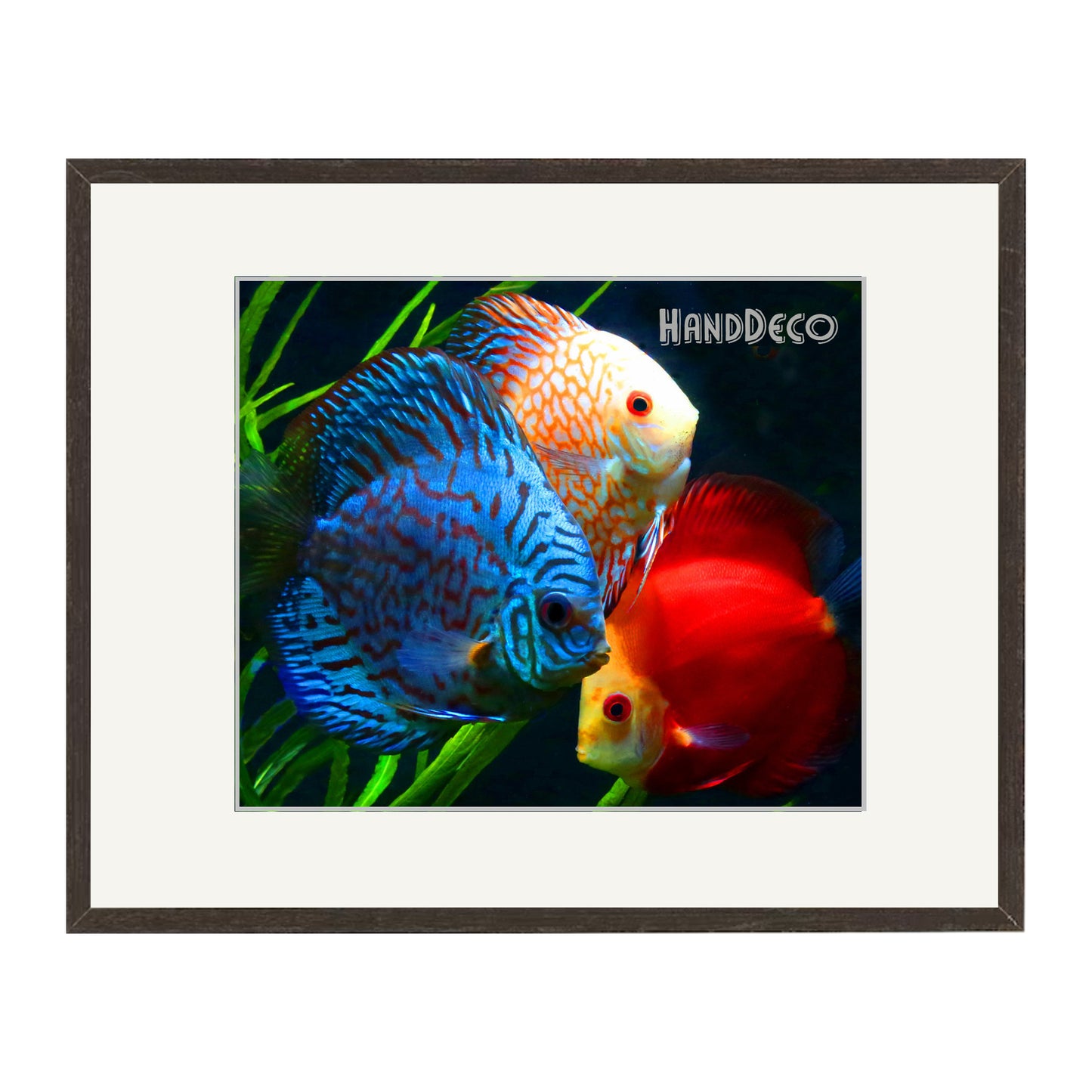 Discus Fische Kreuzstich Vorlage