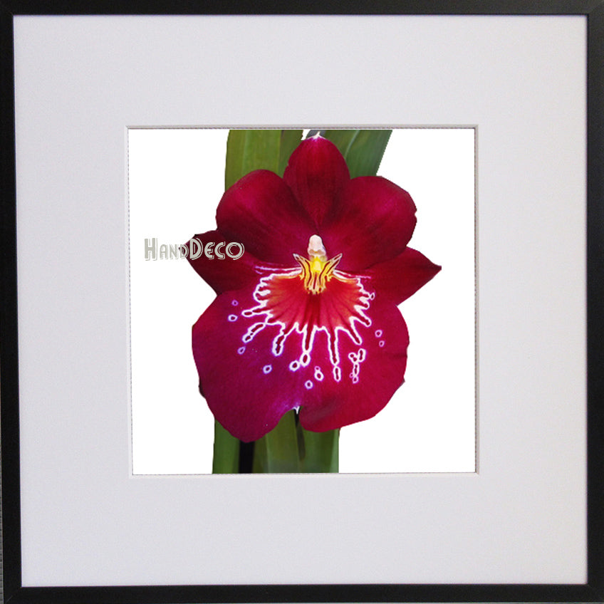 Miltonia Cross Stitch Pattern