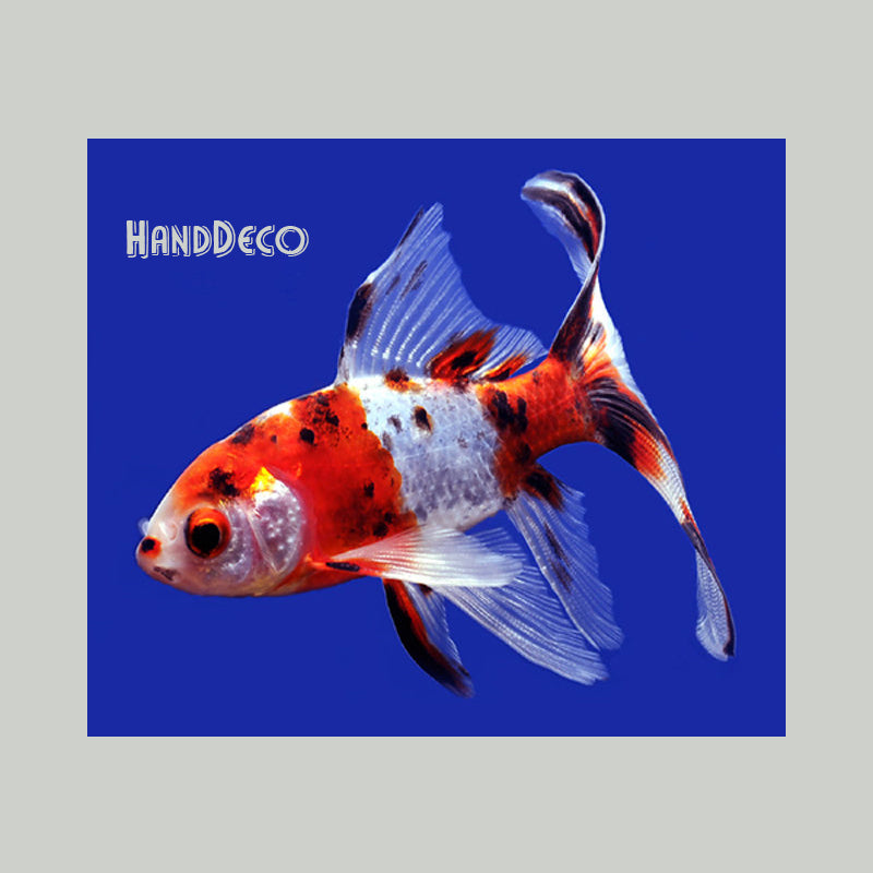 Kometenschweif Goldfisch Kreuzstich