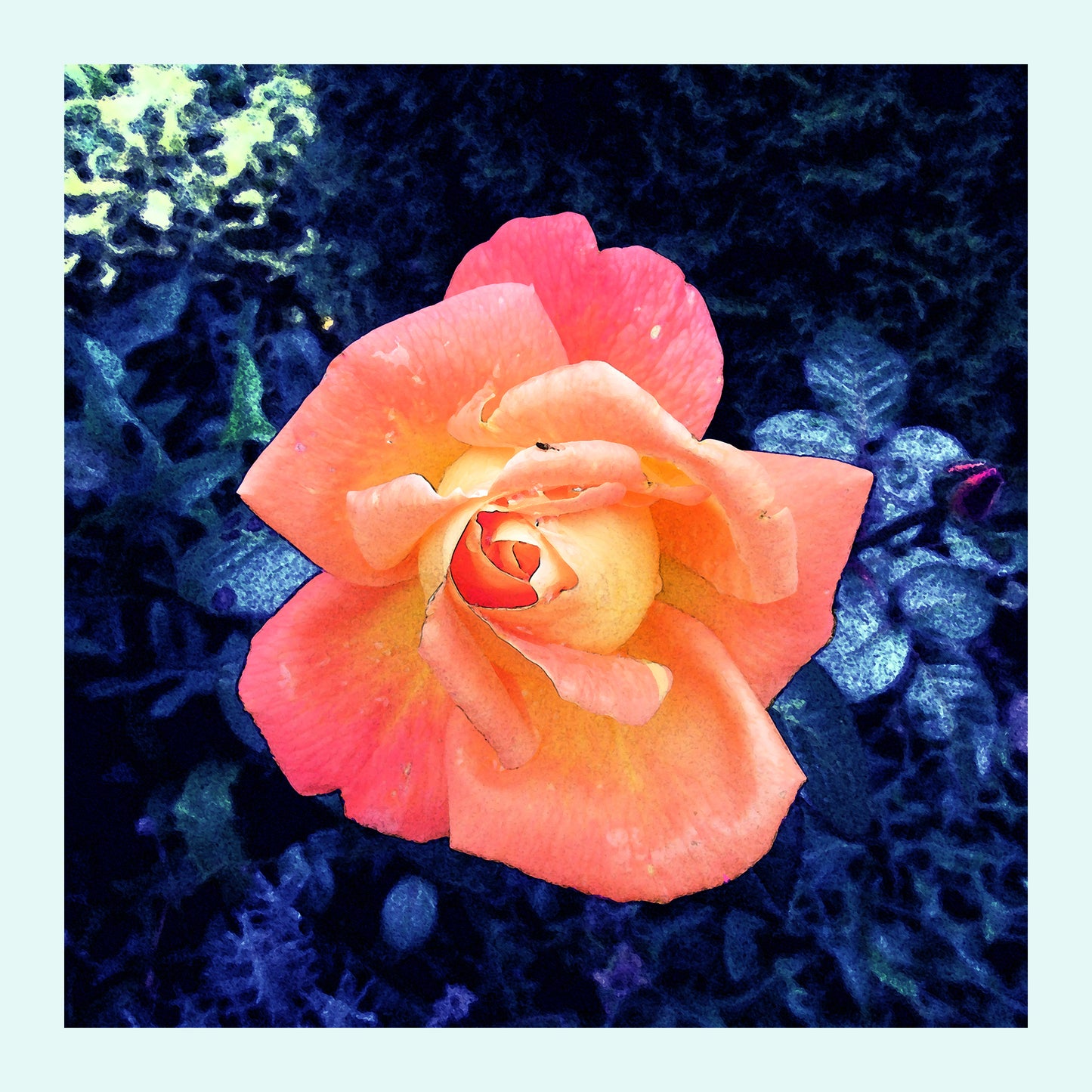 Kreuzstich Kissenhülle Rose auf Blau