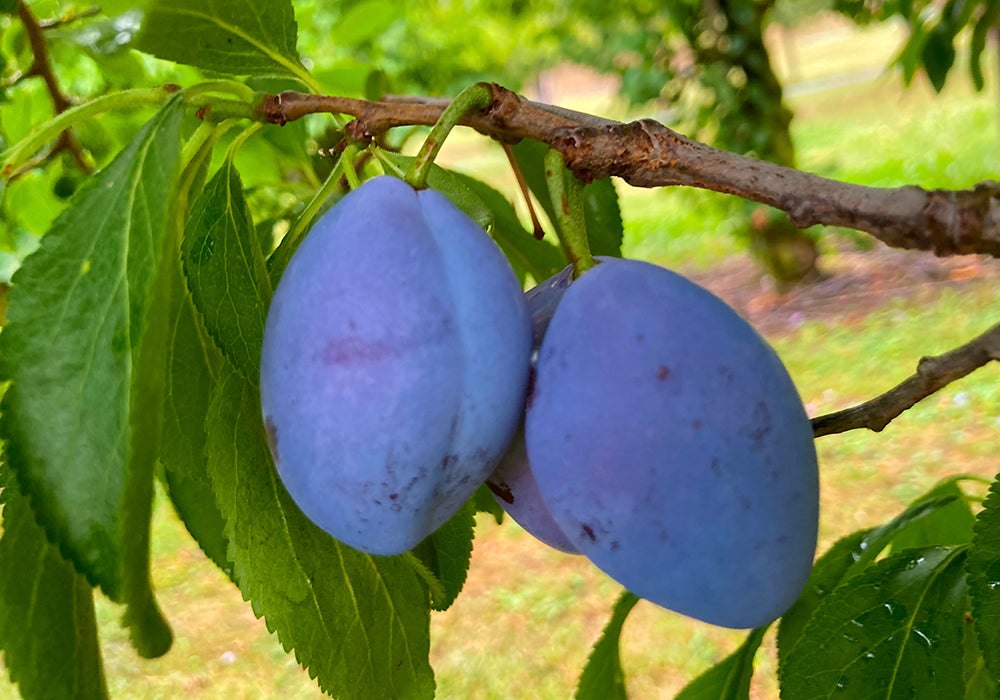 Plum Tree Branch