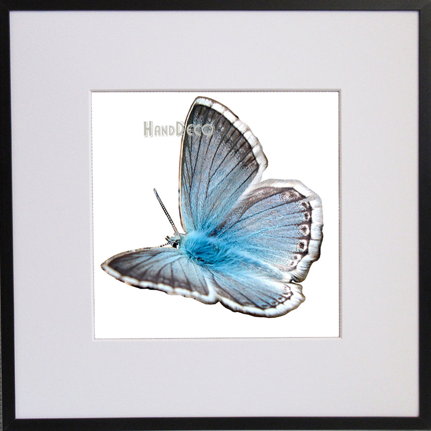 Schmetterling Himmelblauer Bläuling Kreuzstich Vorlage