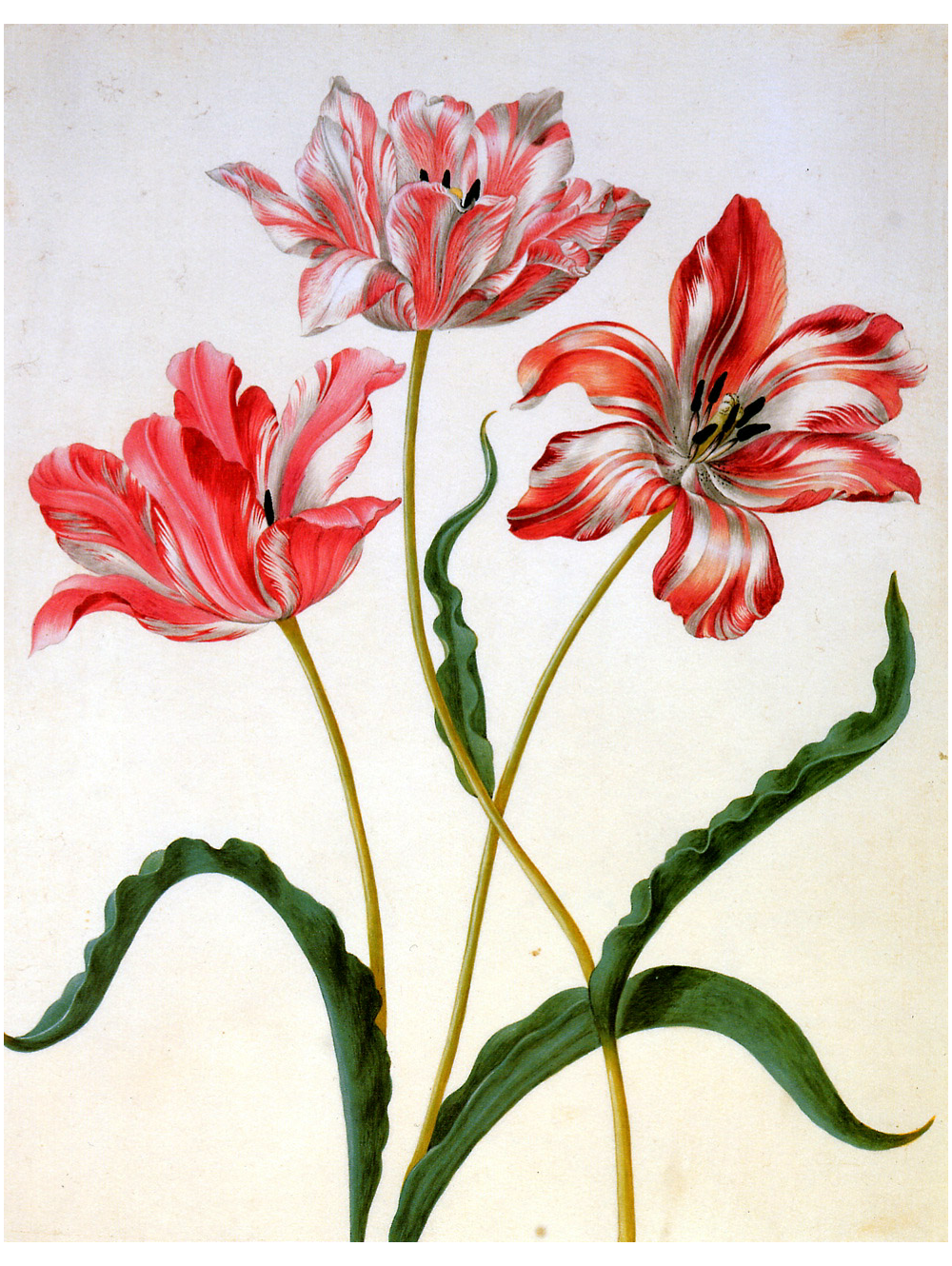 Tulpen 17. Jahrhundert nach M.S. Merian