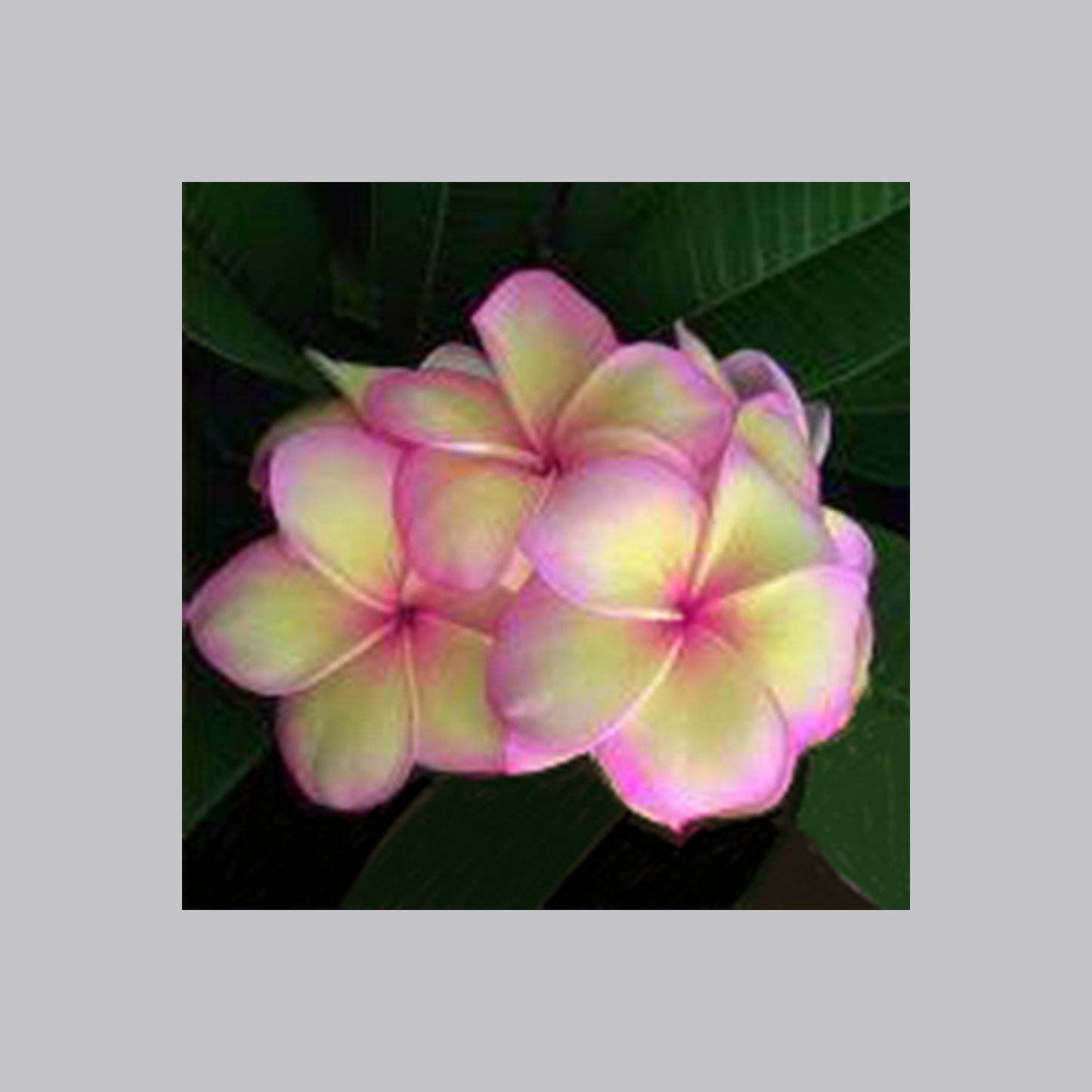 Plumeria gelb-rosa Kreuzstich