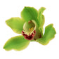 Orchidee Cymbidium grün Kreuzstich