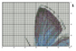 Schmetterling Himmelblauer Bläuling Kreuzstich Vorlage