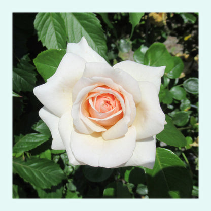 Kreuzstich Kissenhülle Rose auf Grün