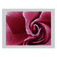 Rose Makro muschelrosa dunkel