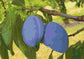 Plum Tree Branch