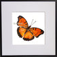 Schmetterling Monarchfalter Kreuzstich Vorlage