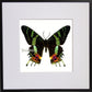 Schmetterling Regenbogenfalter Kreuzstich Vorlage