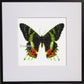 Schmetterling Regenbogenfalter Kreuzstich Vorlage