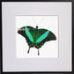 Schmetterling Smaragdgrüner Schwalbenschwanz Kreuzstich Vorlage
