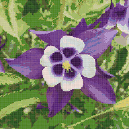 Waldblume Makro