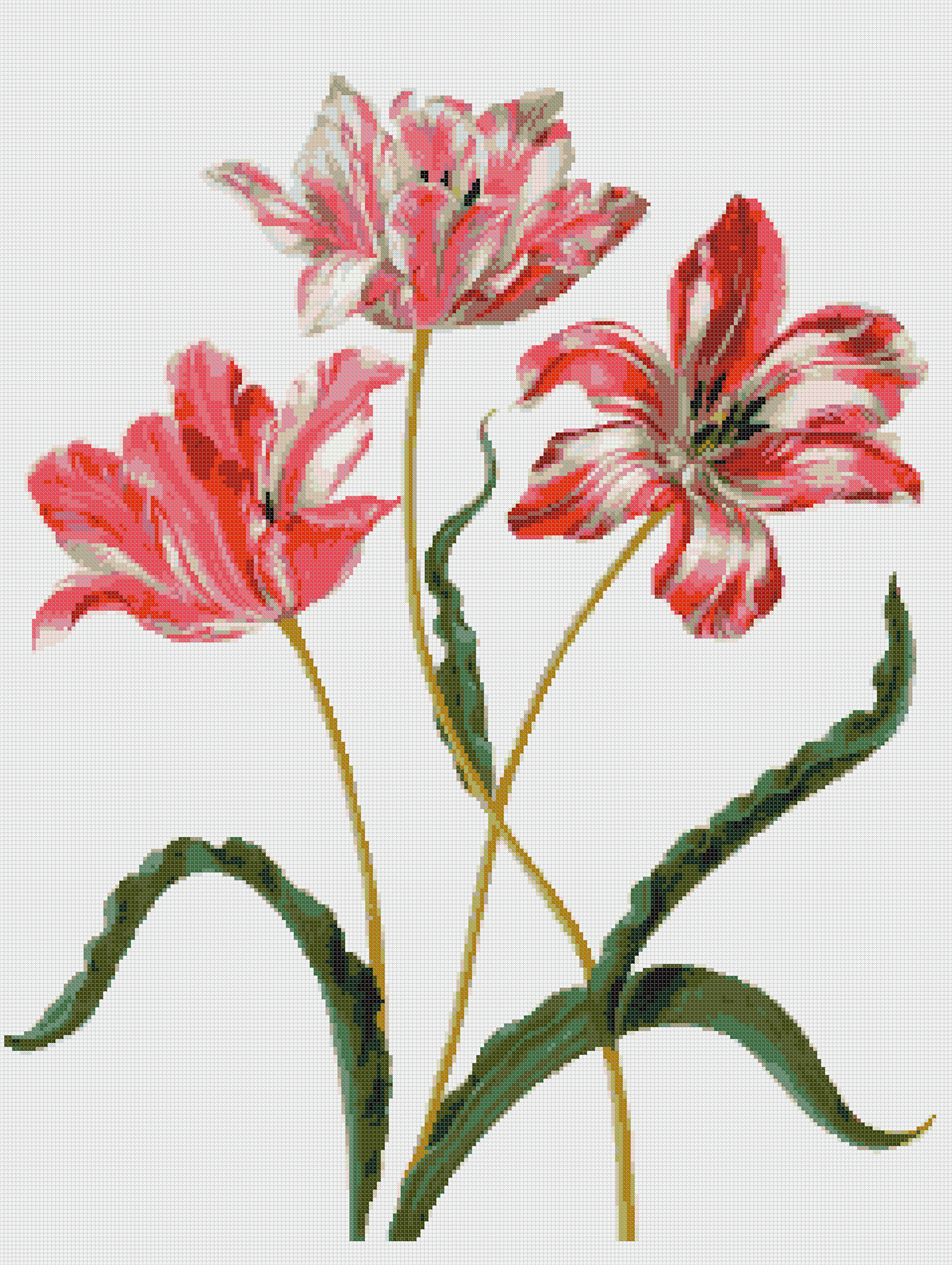 Tulpen 17. Jahrhundert nach M.S. Merian